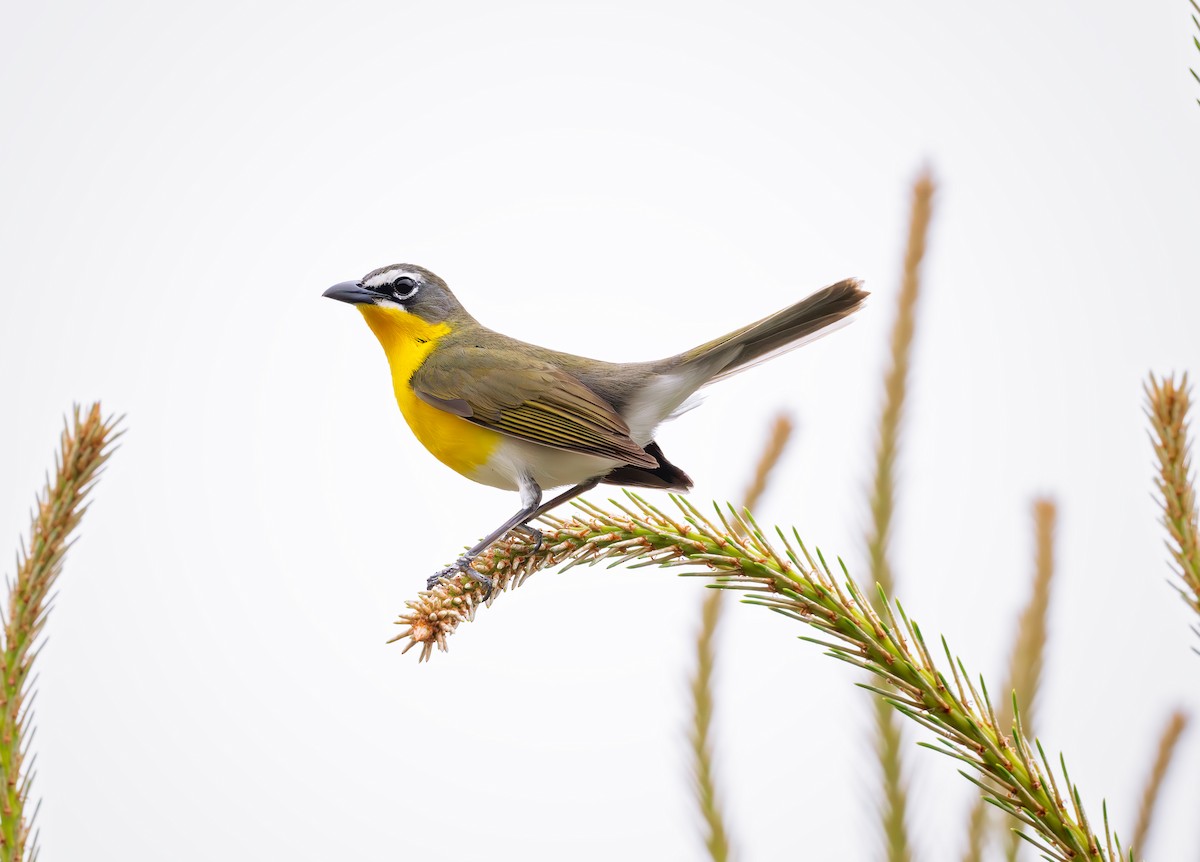 Yellow-breasted Chat - Karen Szafrajda