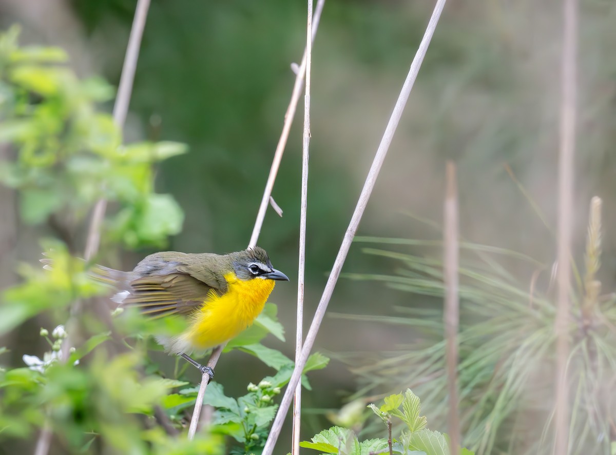 Yellow-breasted Chat - ML617897166