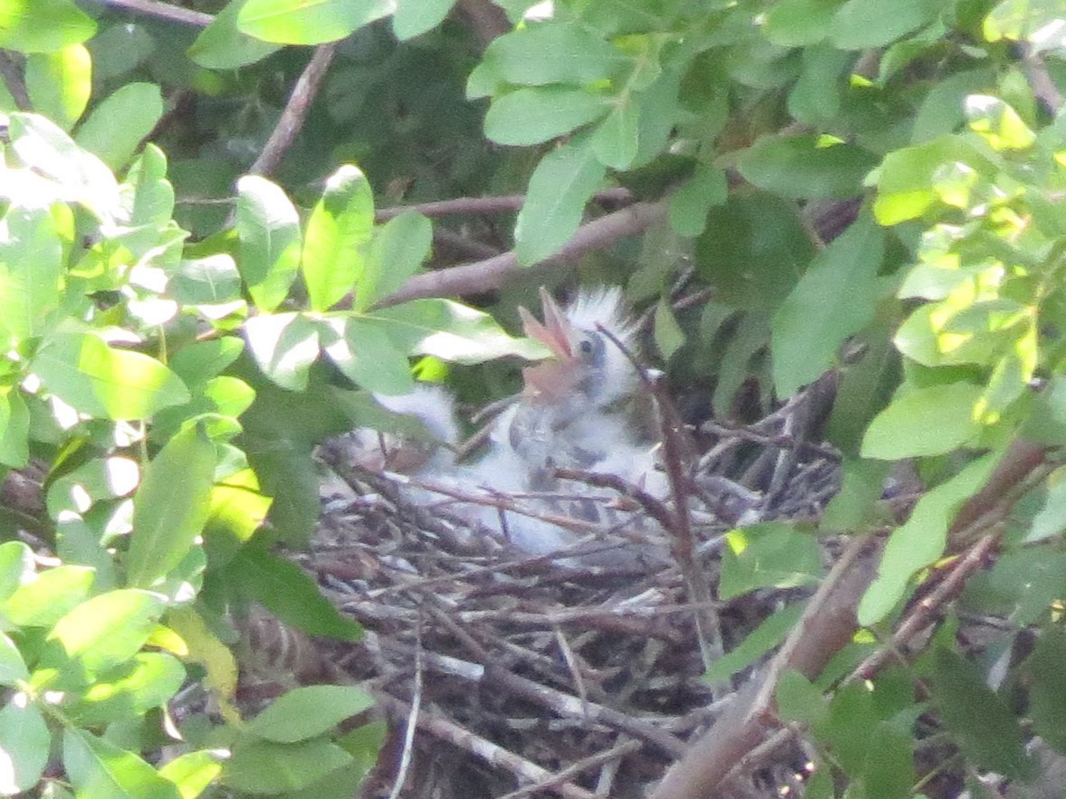 Little Blue Heron - ML617897168