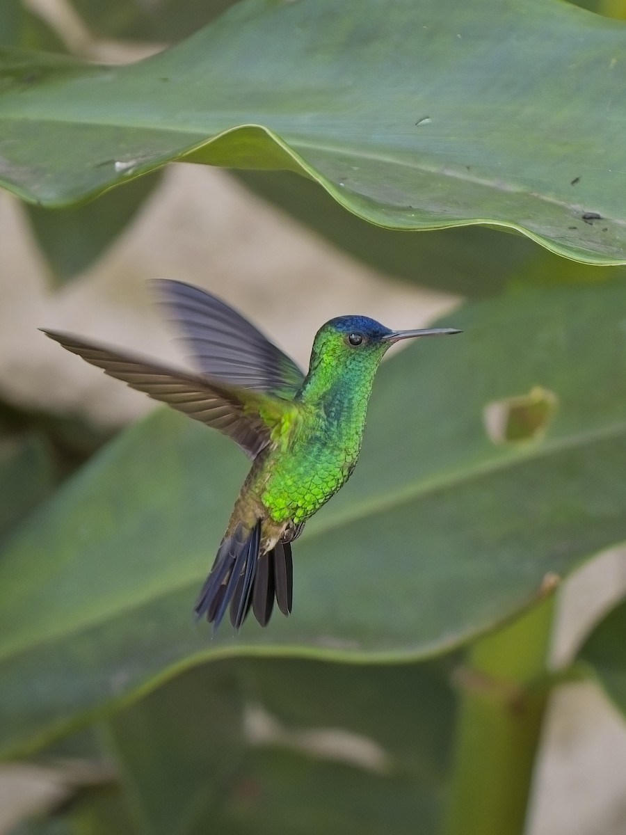 Indigo-capped Hummingbird - ML617897170