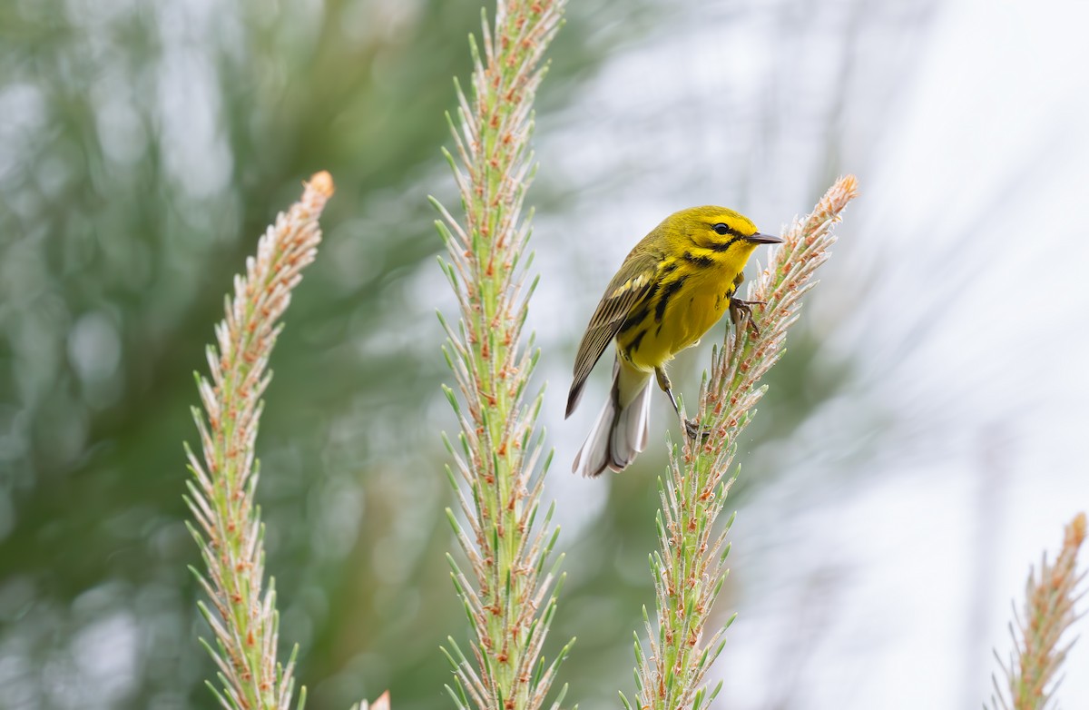 Prairie Warbler - ML617897182