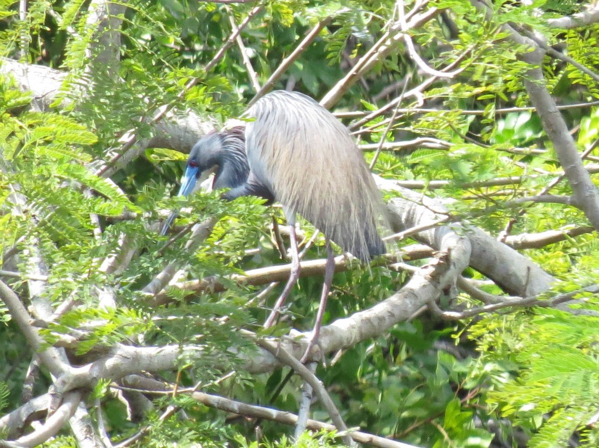 Tricolored Heron - ML617897185