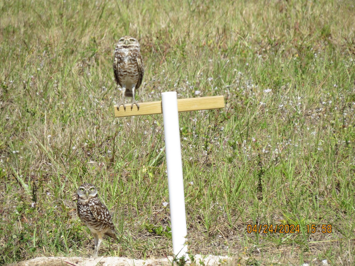 Burrowing Owl - ML617897196