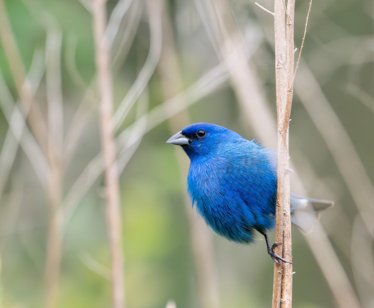 Indigo Bunting - ML617897199