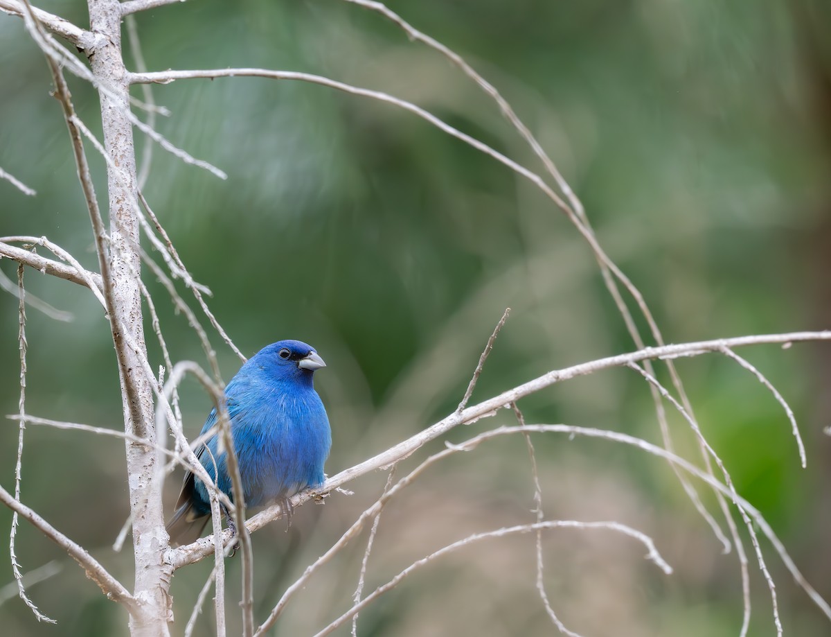 Indigo Bunting - Karen Szafrajda