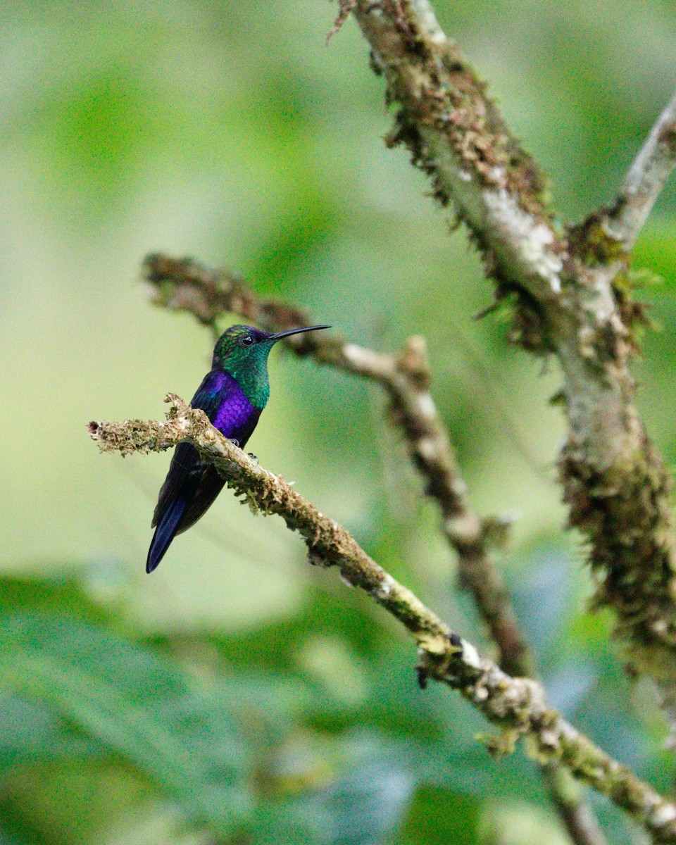 kolibřík vidloocasý - ML617897215
