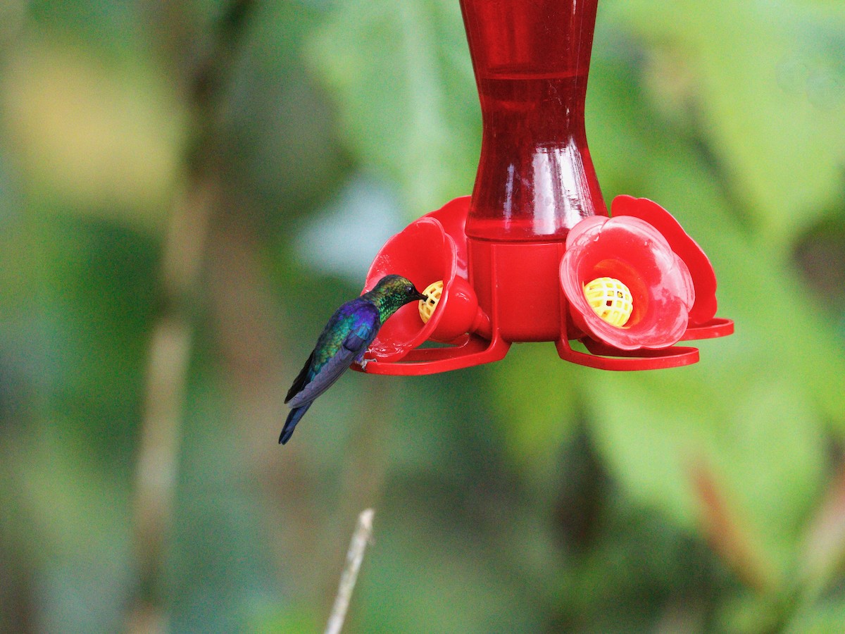 kolibřík vidloocasý - ML617897216