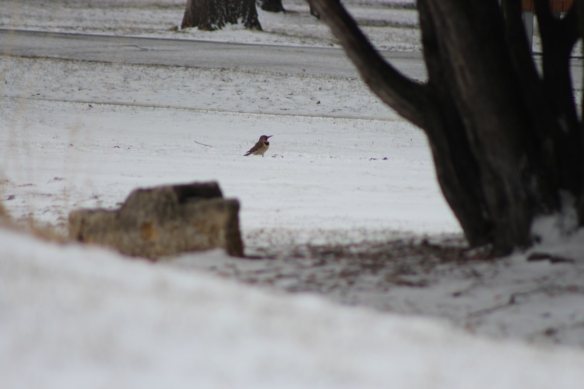 Northern Flicker - ML617897231