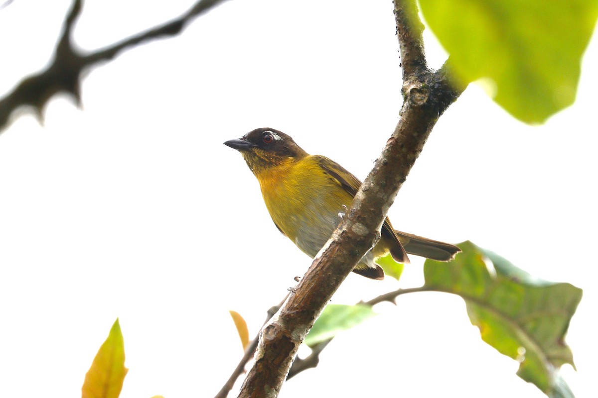 Common Chlorospingus (Central Panama) - ML617897273