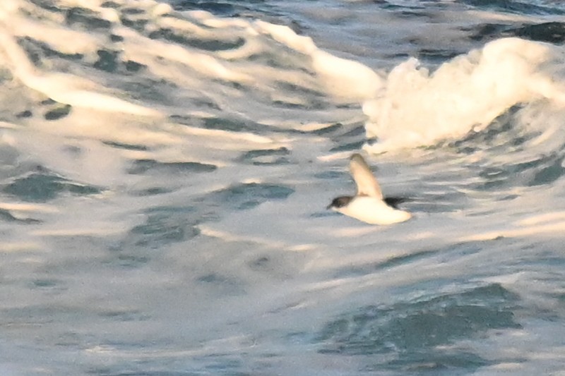 South Georgia Diving-Petrel - Marcelina Poddaniec