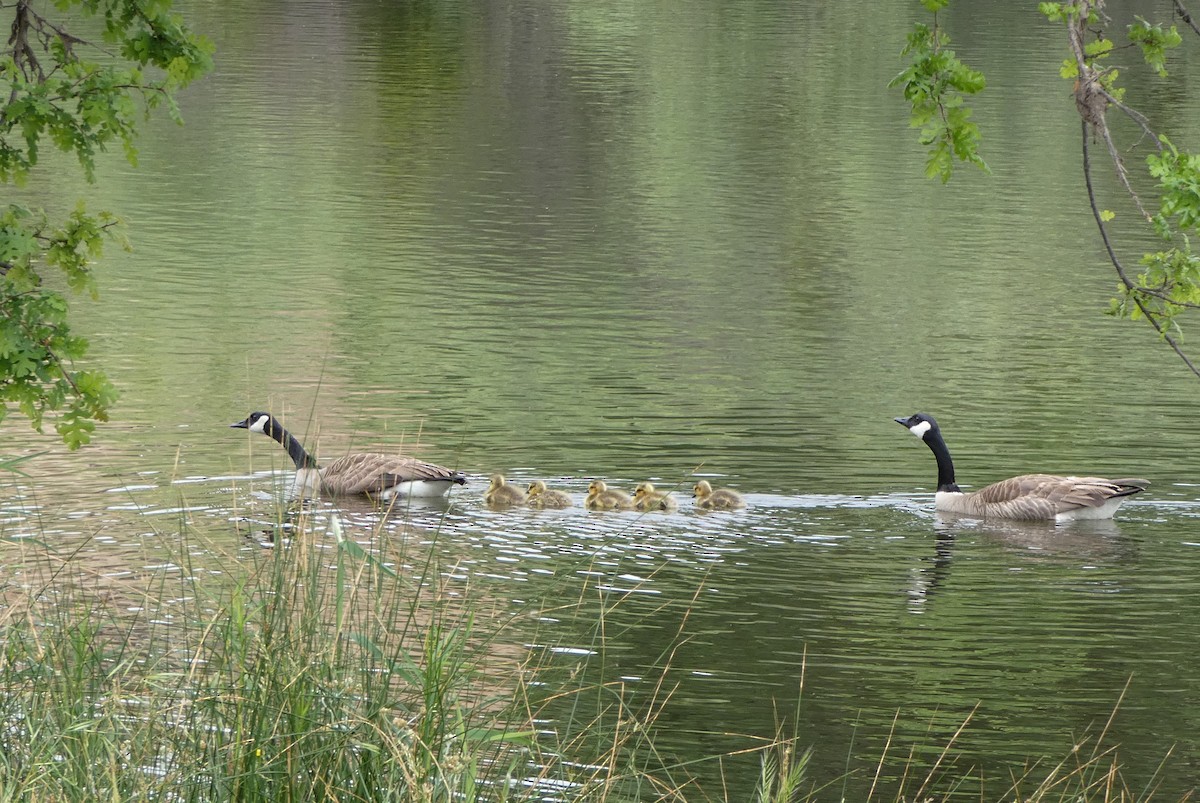 Canada Goose - ML617897363