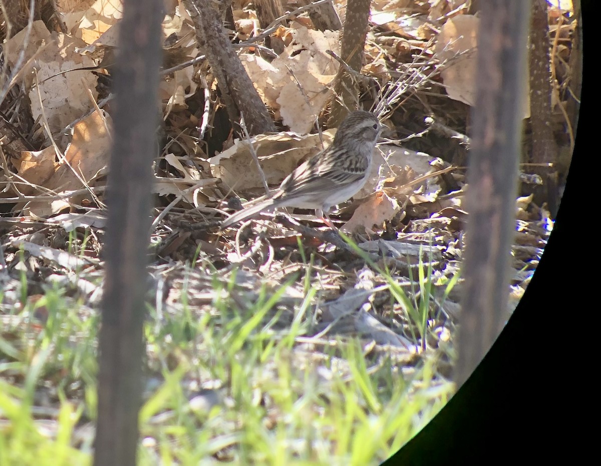 Brewer's Sparrow - ML617897394