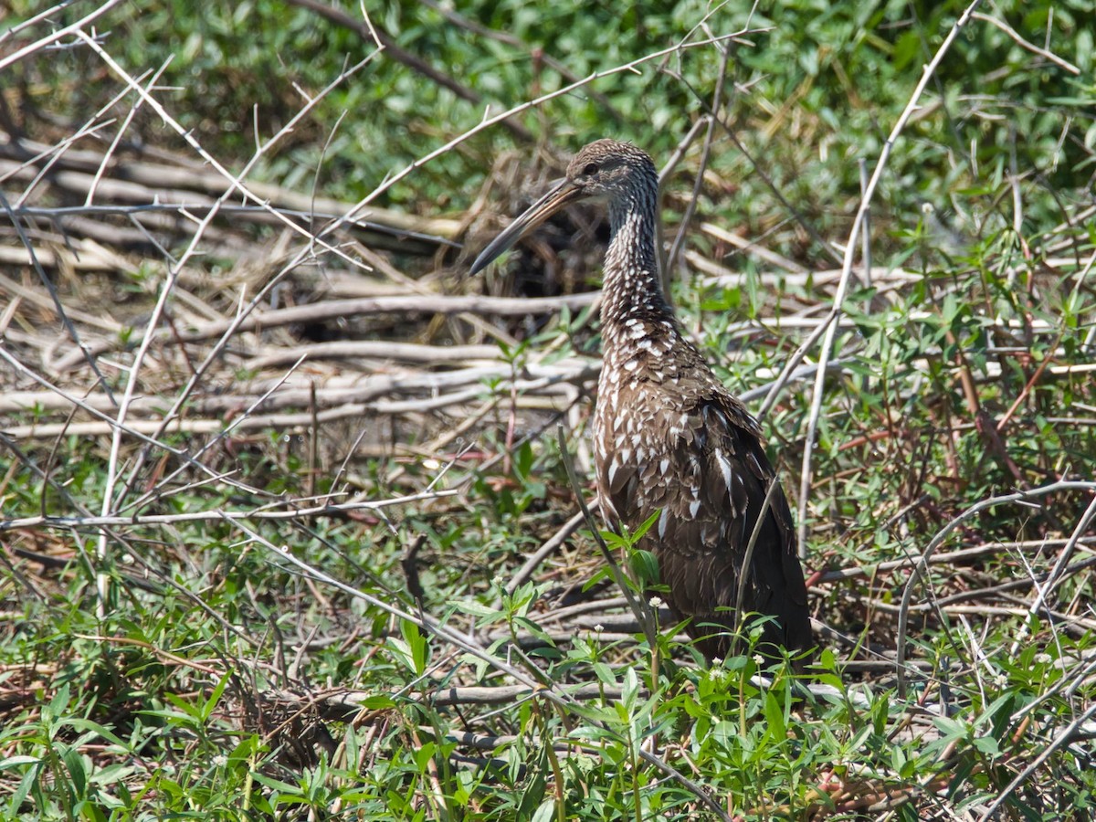 Limpkin - ML617897413