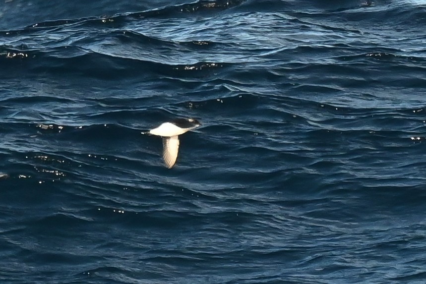 South Georgia Diving-Petrel - ML617897552