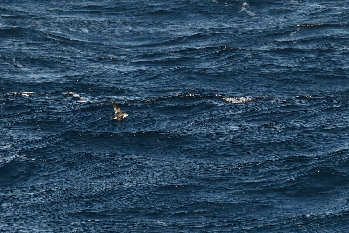 South Georgia Diving-Petrel - ML617897558