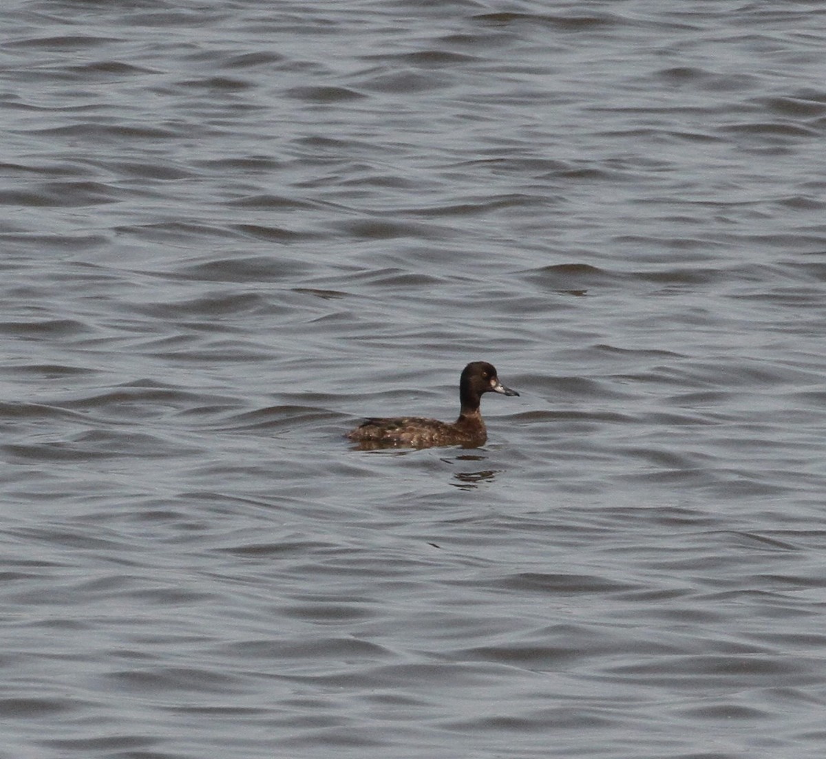 Lesser Scaup - ML617897610