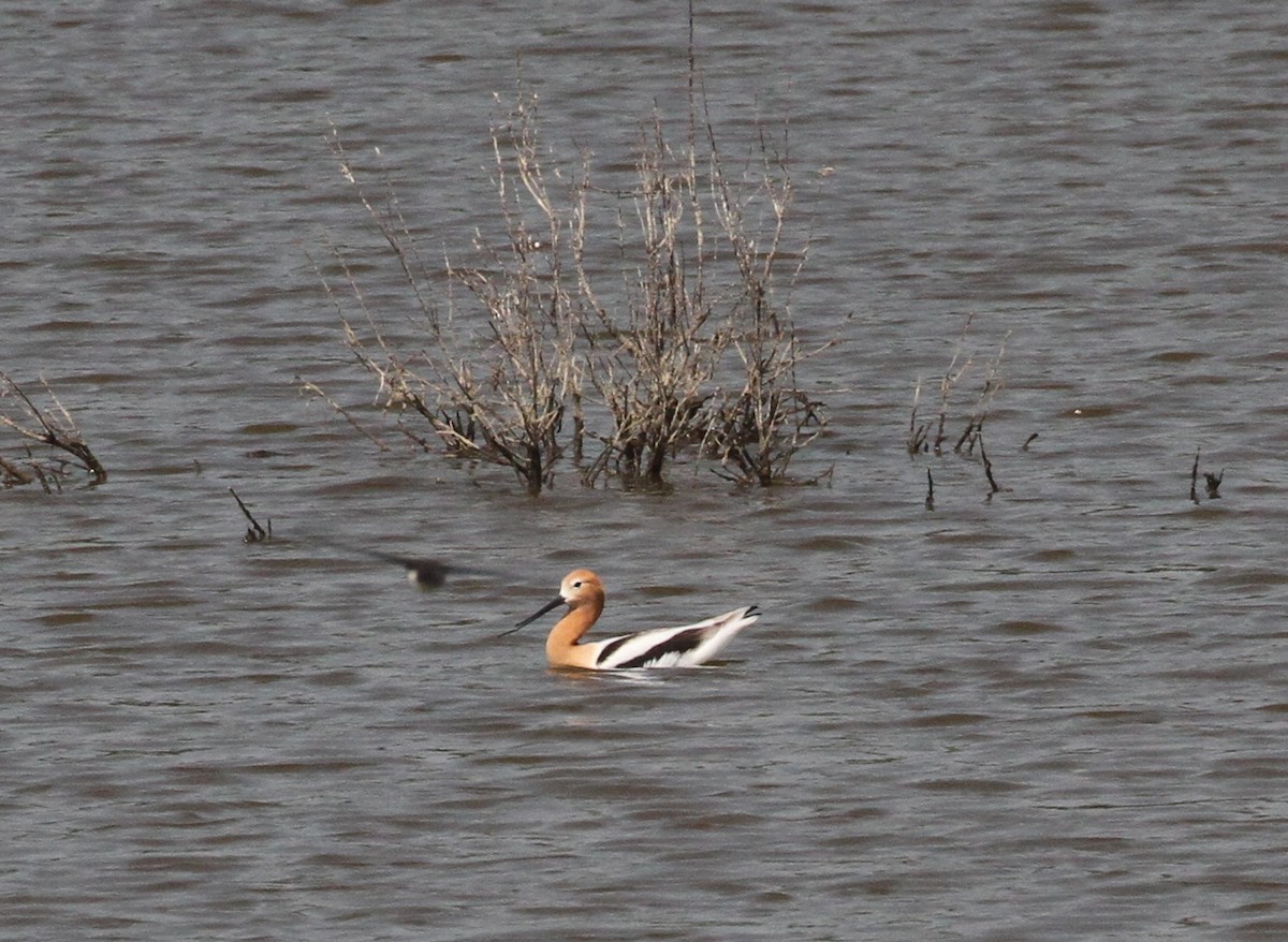 Avocette d'Amérique - ML617897616