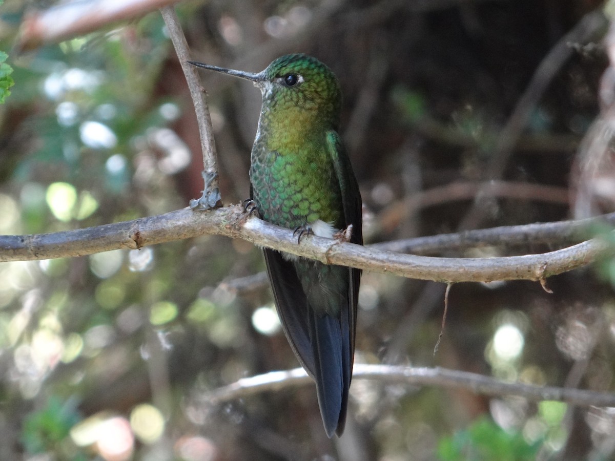 Golden-breasted Puffleg - ML617897621