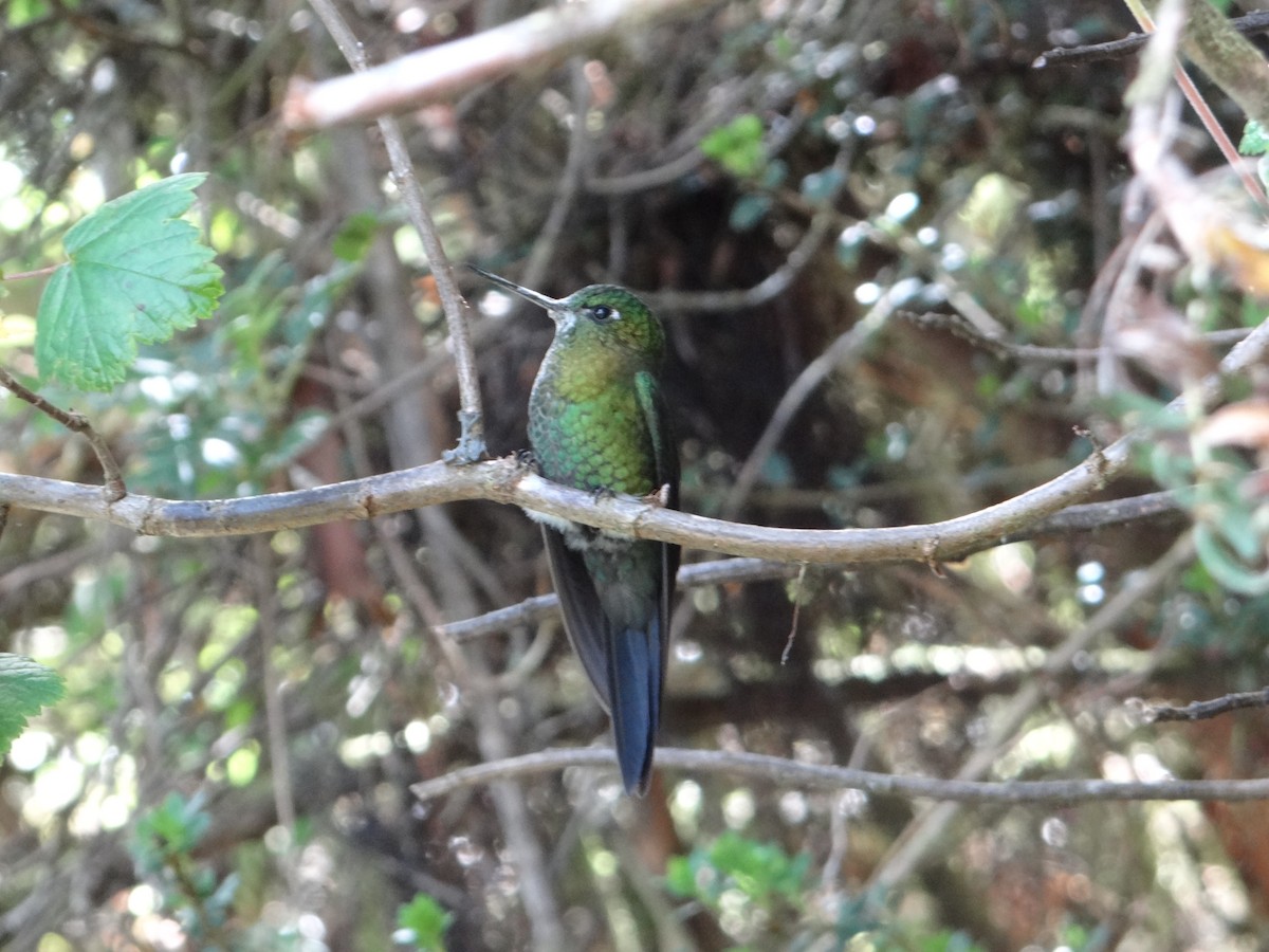 Golden-breasted Puffleg - ML617897622