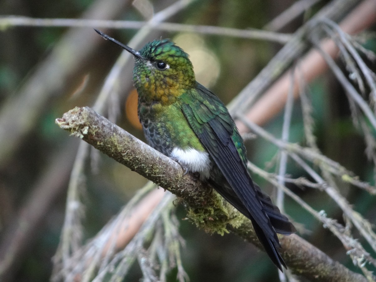 Golden-breasted Puffleg - ML617897624