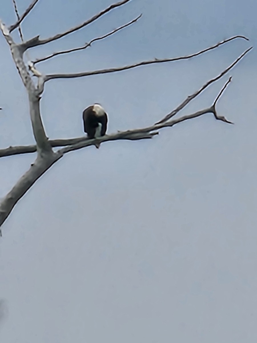 Bald Eagle - ML617897732