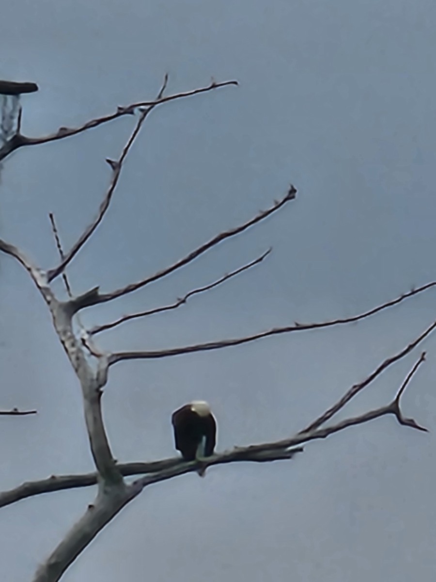 Bald Eagle - ML617897733