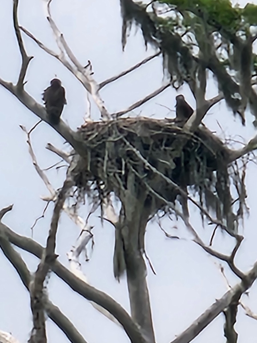 Bald Eagle - ML617897734