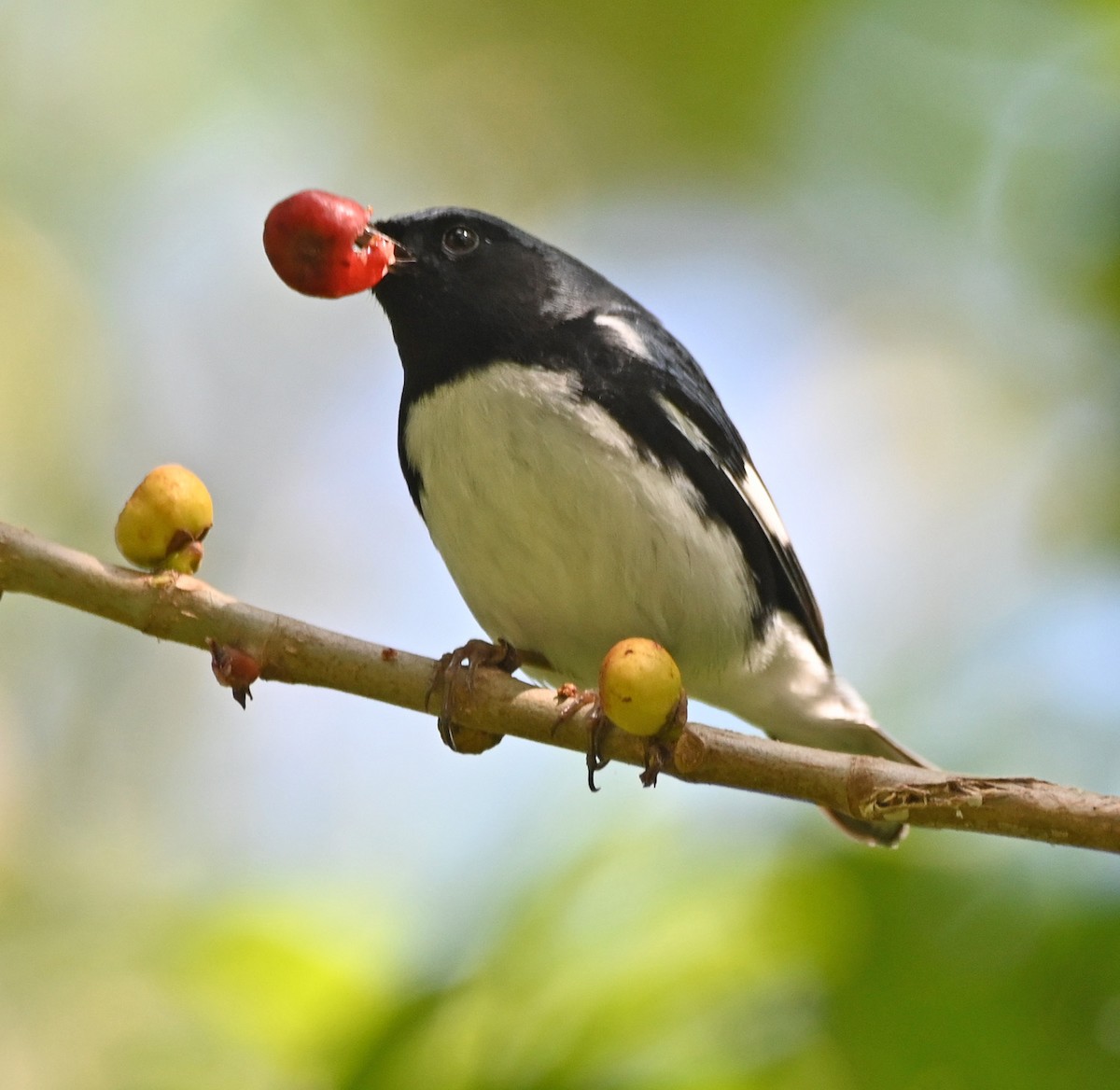 Black-throated Blue Warbler - ML617897756