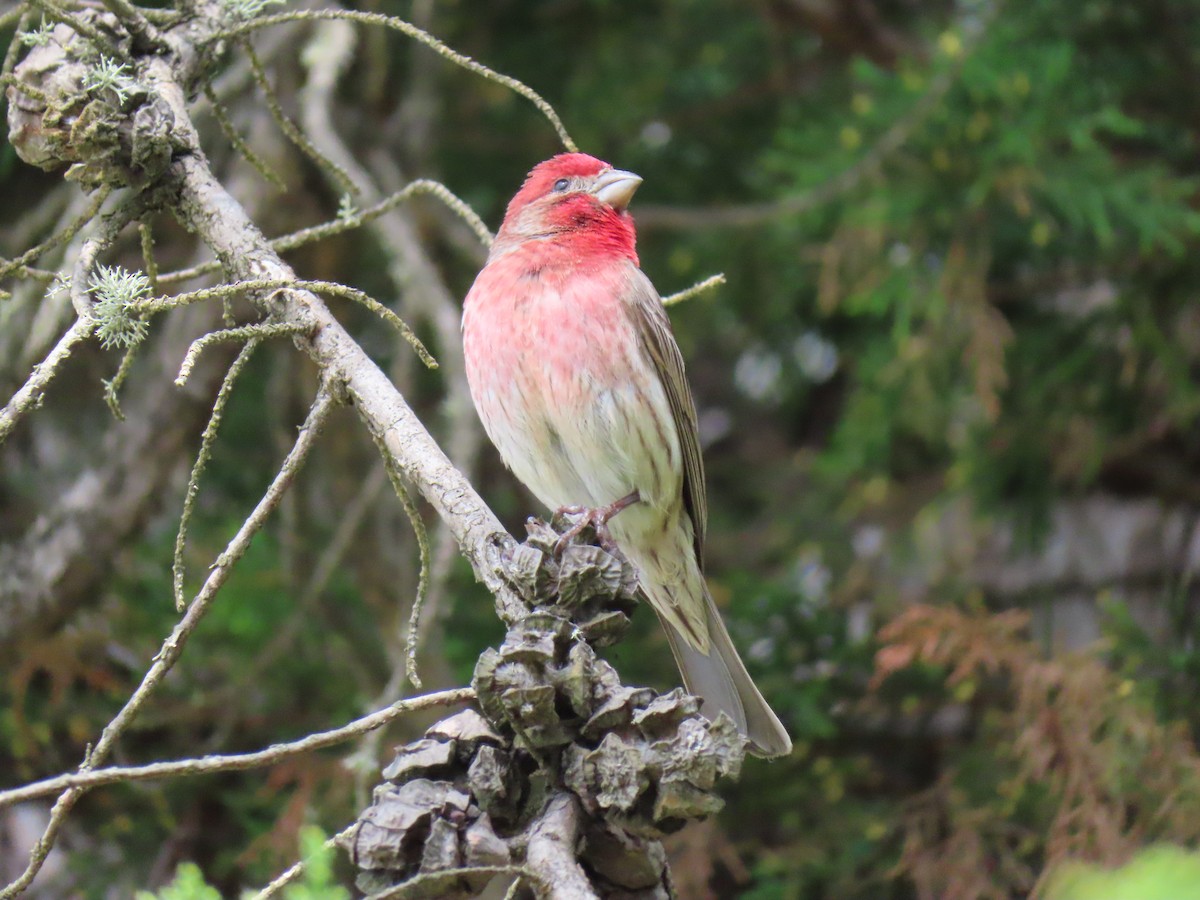 House Finch - ML617897763