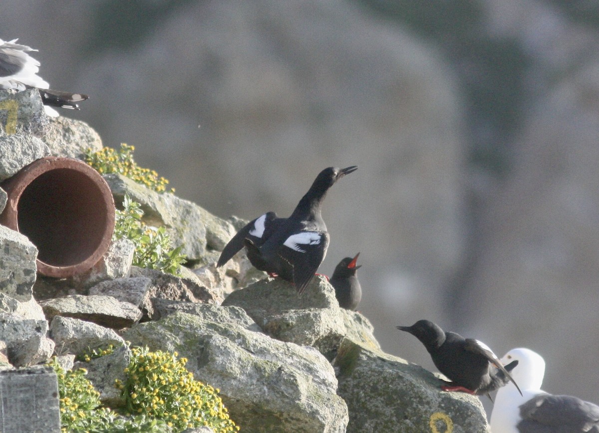 Pigeon Guillemot - ML617897767