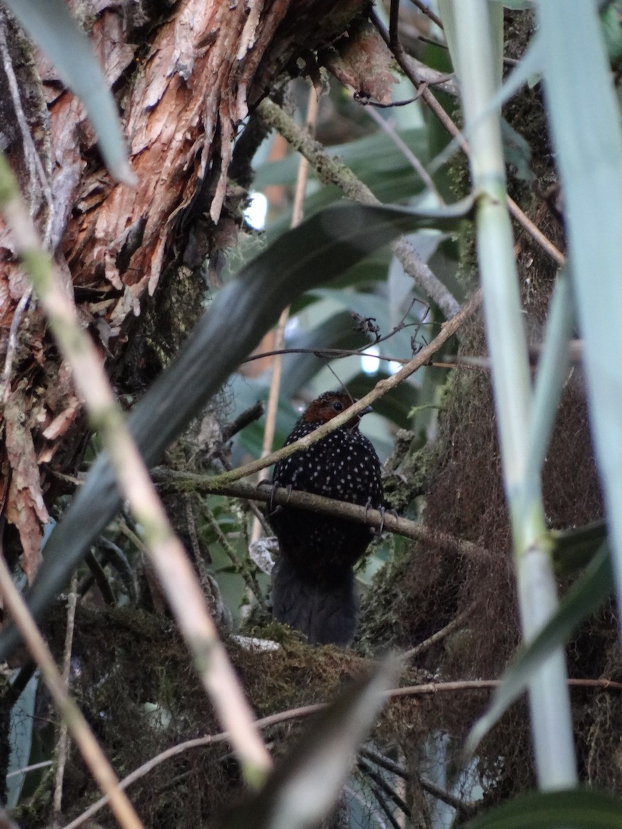 Ocellated Tapaculo - ML617897770