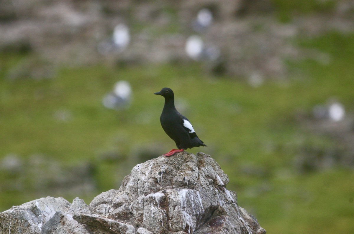 Pigeon Guillemot - ML617897801