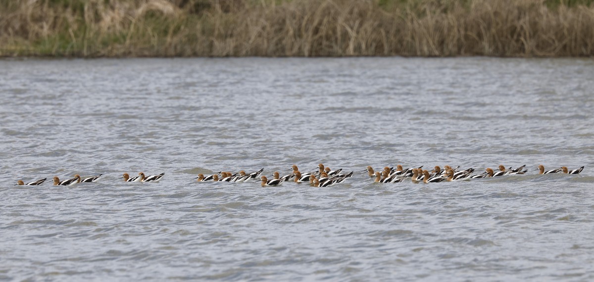 Чоботар американський - ML617897957