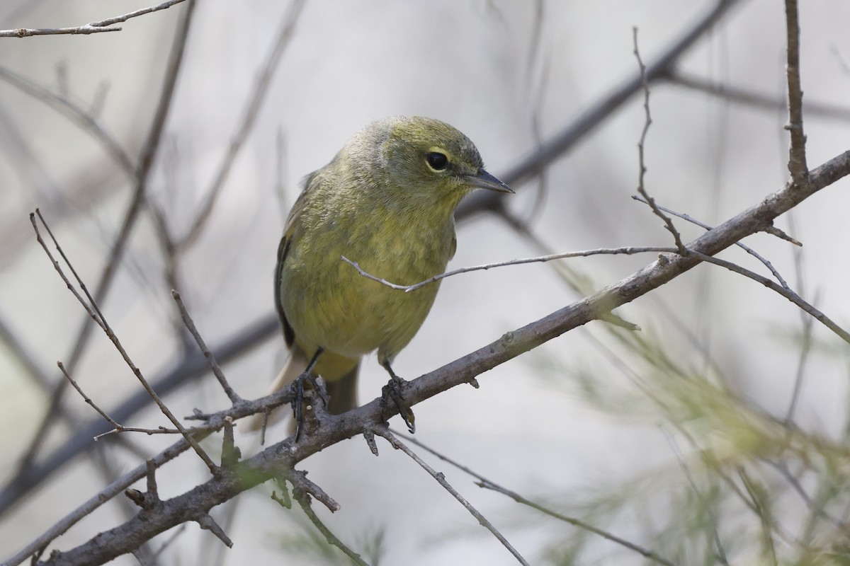 Orange-crowned Warbler - ML617897978