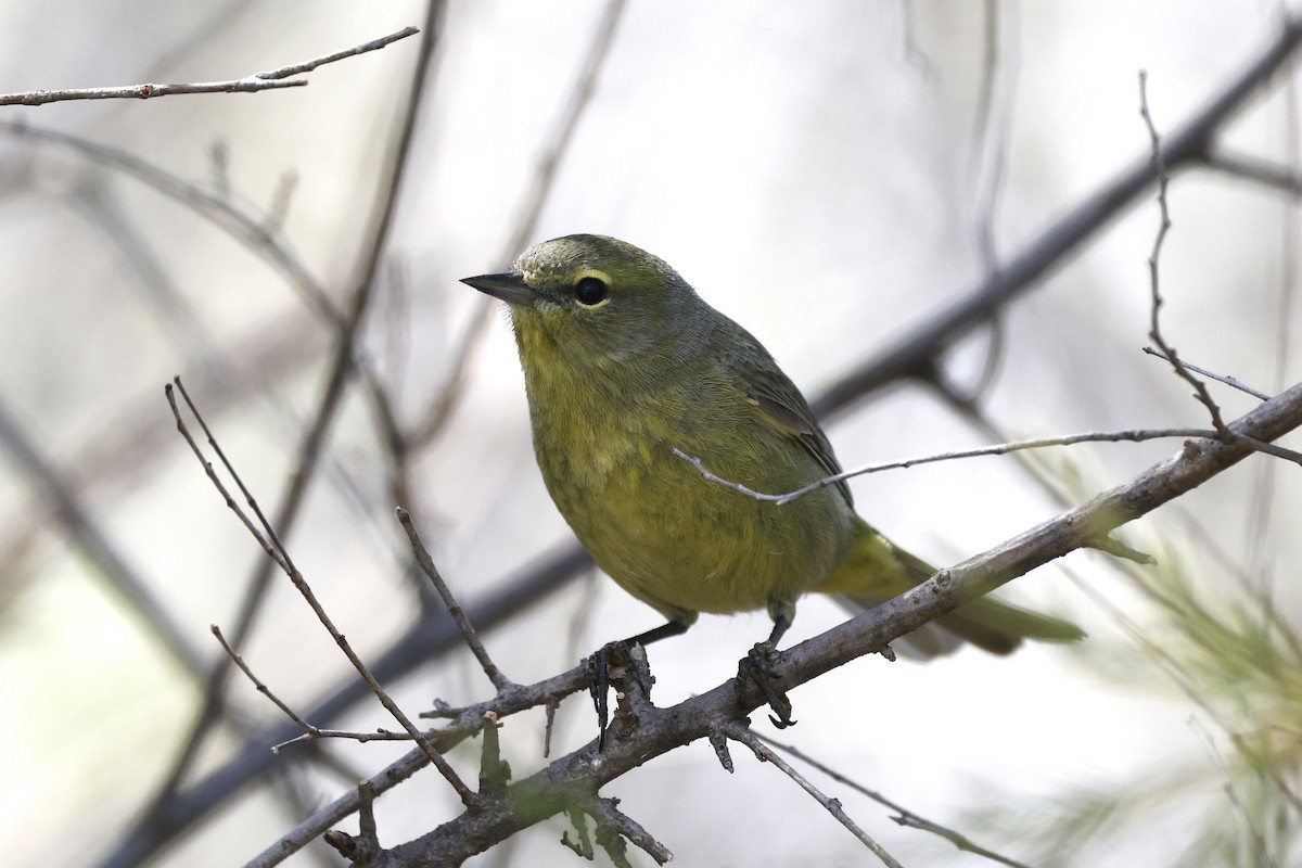 Orange-crowned Warbler - Boni Edwards