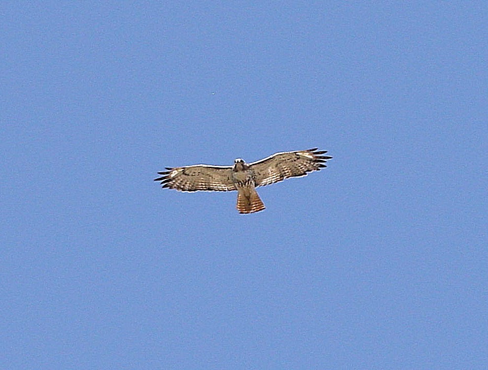 Red-tailed Hawk - ML617898006