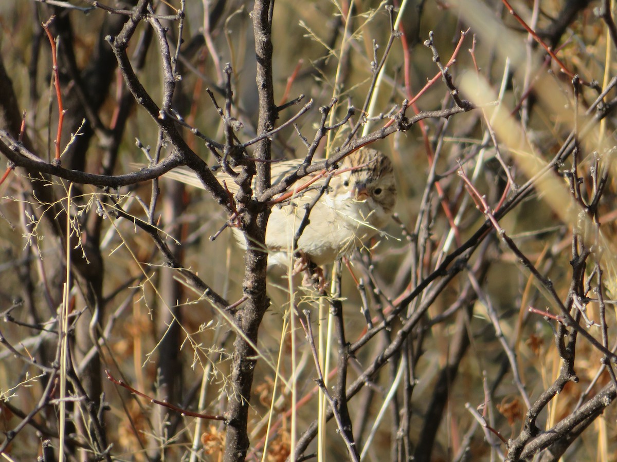 Brewer's Sparrow - ML617898007