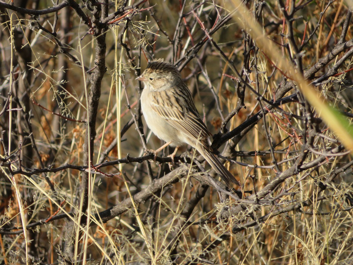 Brewer's Sparrow - ML617898008