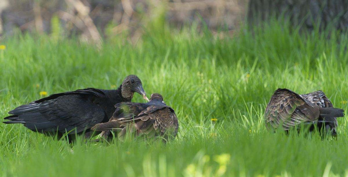 Black Vulture - ML617898032