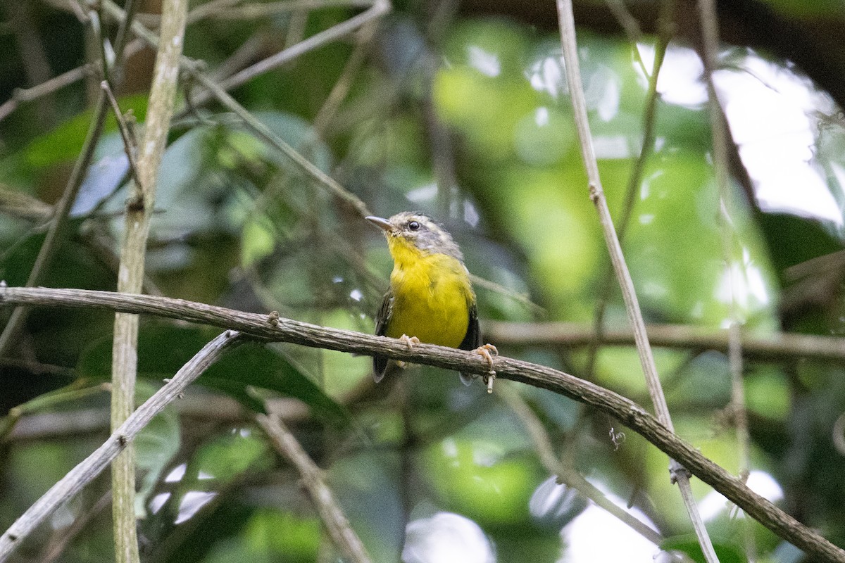 Golden-crowned Warbler - ML617898045