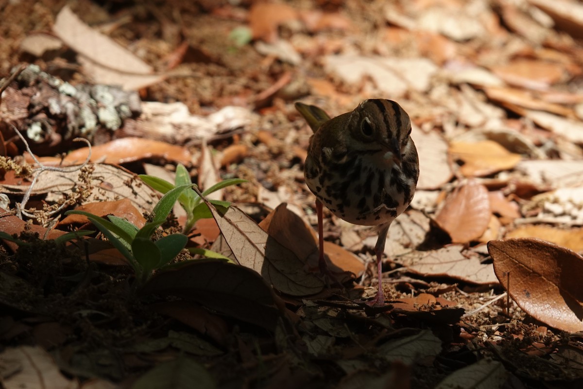 Ovenbird - Mick McCarty