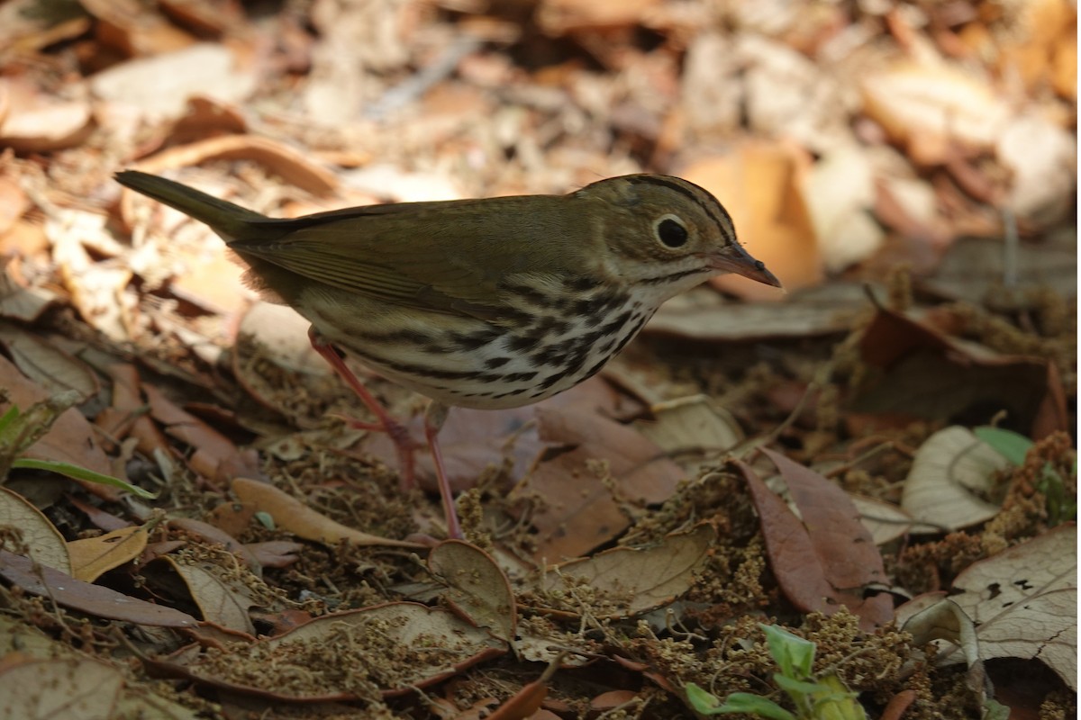 Ovenbird - Mick McCarty