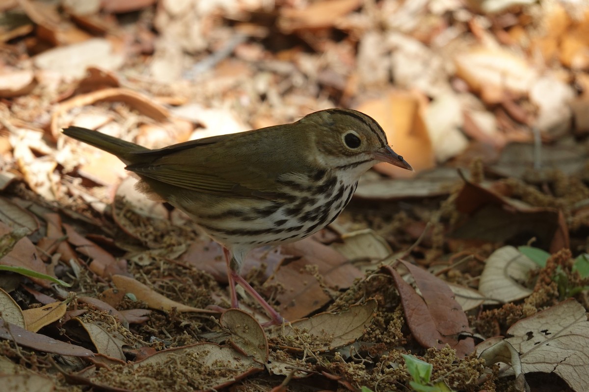 Ovenbird - Mick McCarty