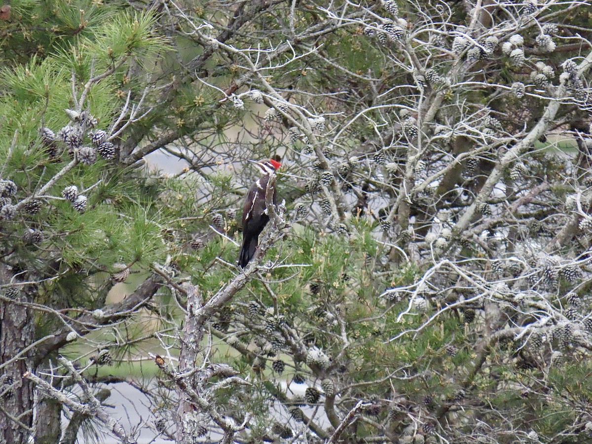 Pileated Woodpecker - ML617898168