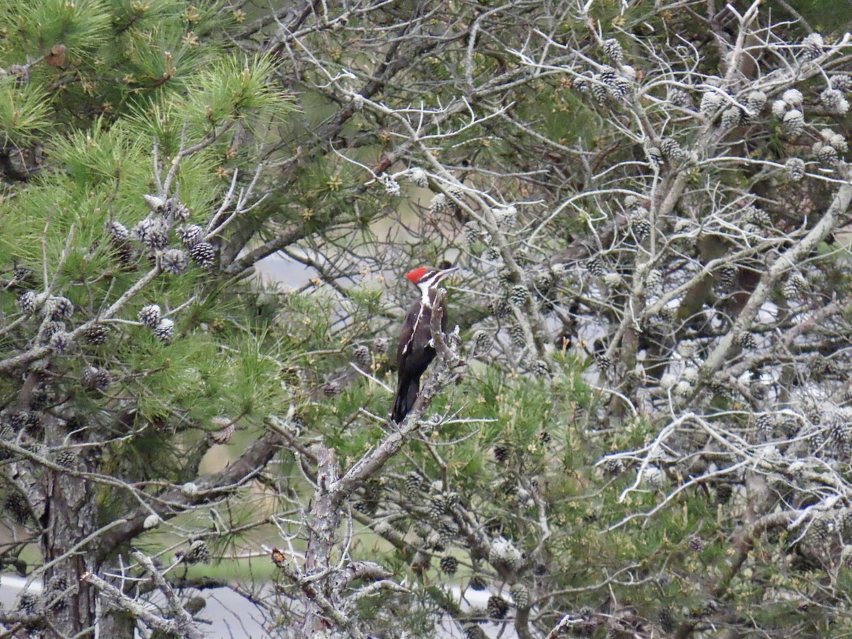 Pileated Woodpecker - ML617898169