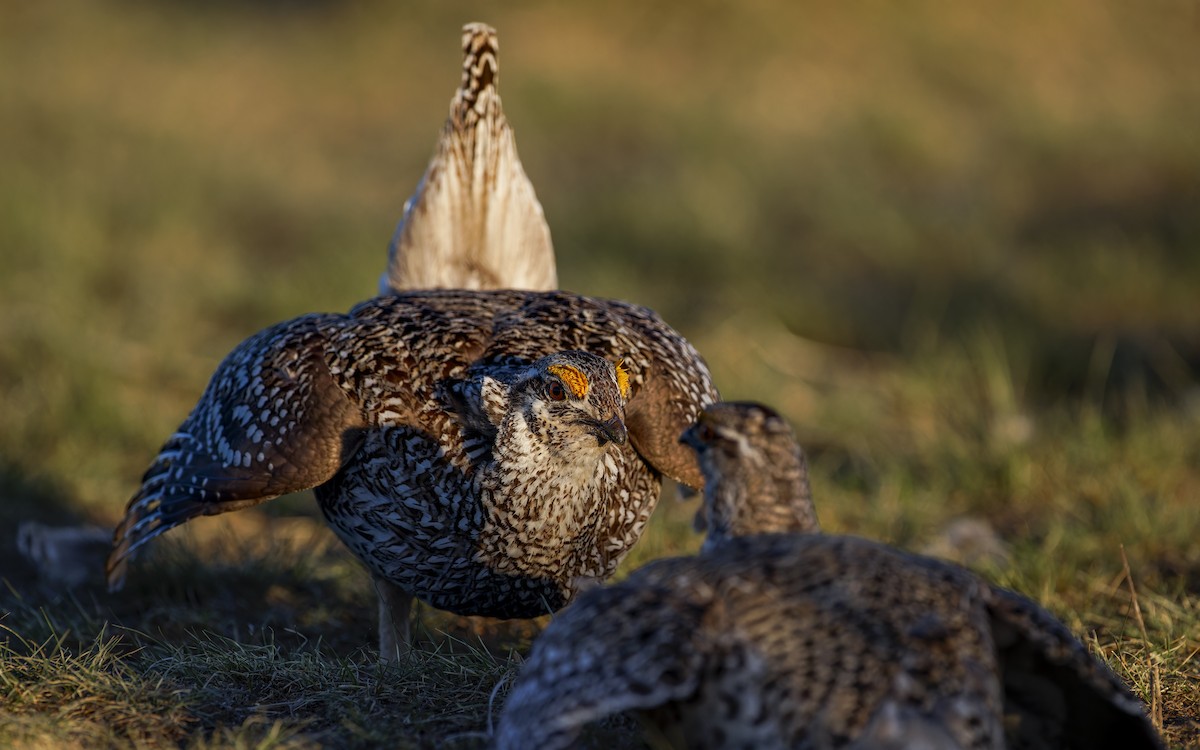 Sharp-tailed Grouse - ML617898187