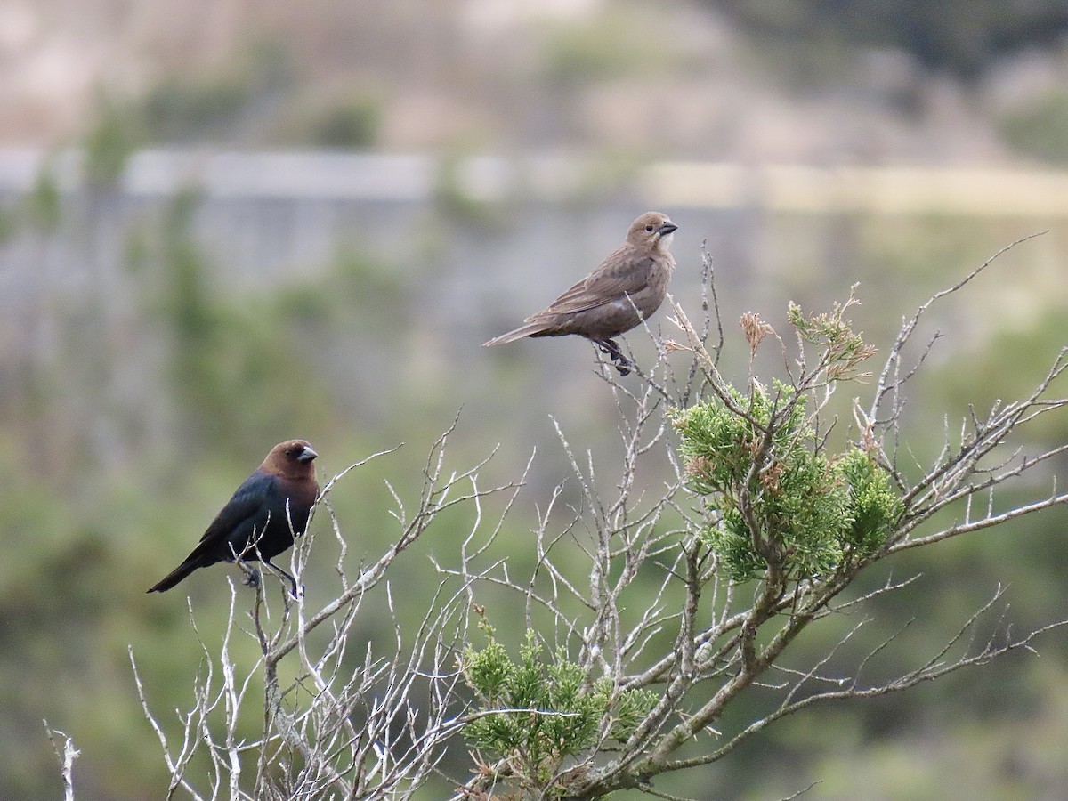 Brown-headed Cowbird - ML617898207