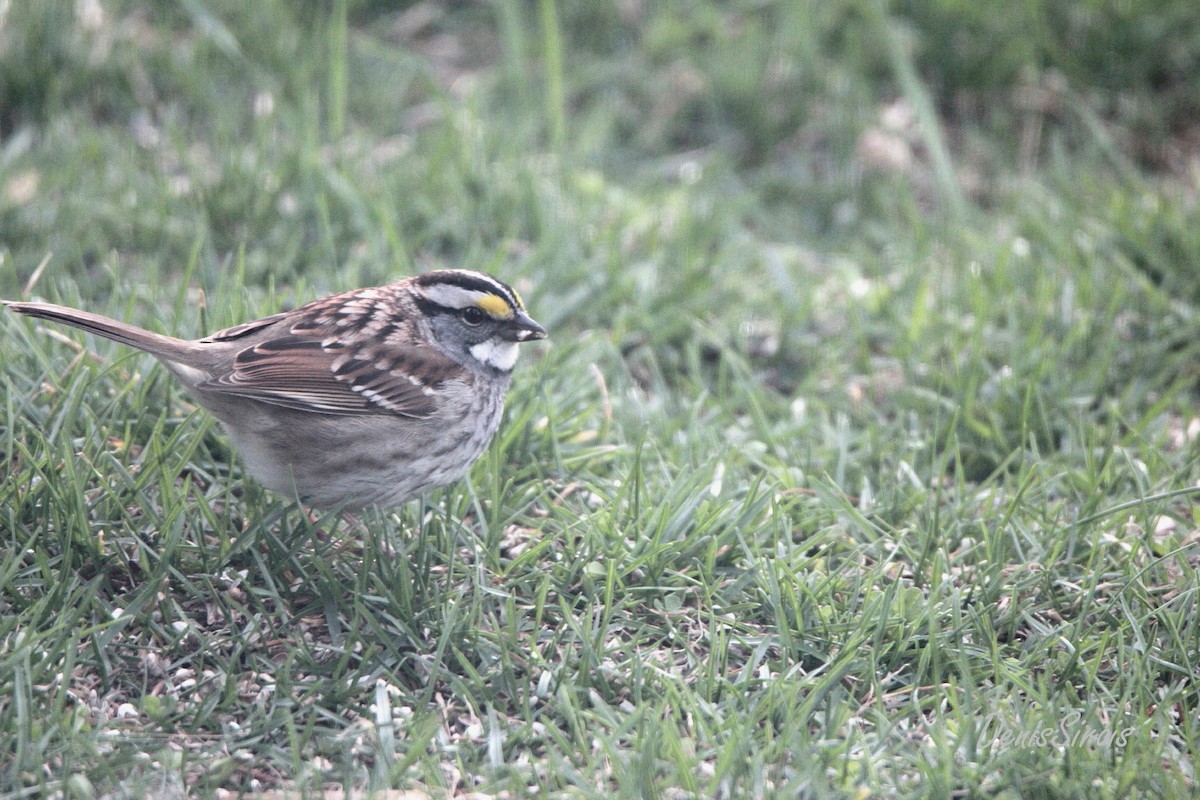 White-throated Sparrow - Denis Sirois