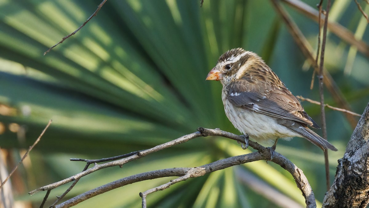 Rose-breasted Grosbeak - ML617898279