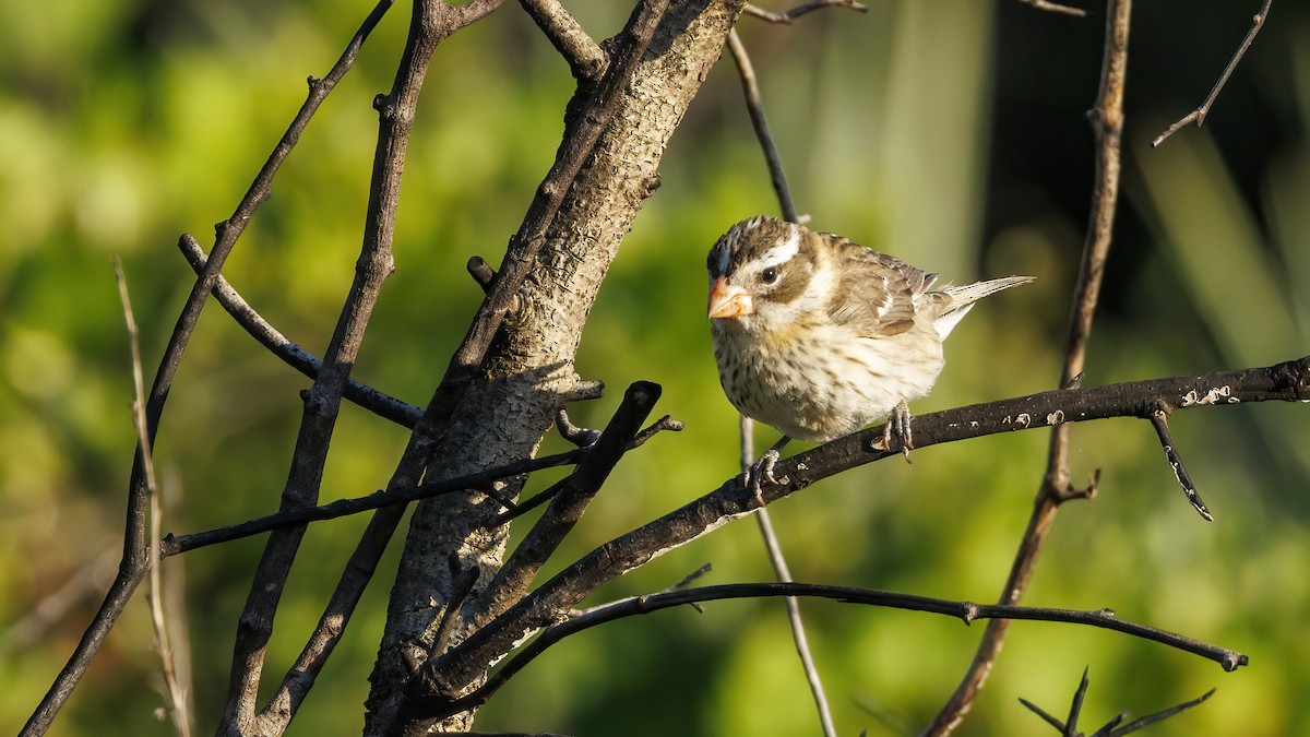 Rose-breasted Grosbeak - ML617898289